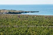 Calamoni di Favignana Apartments & Wine Experiece